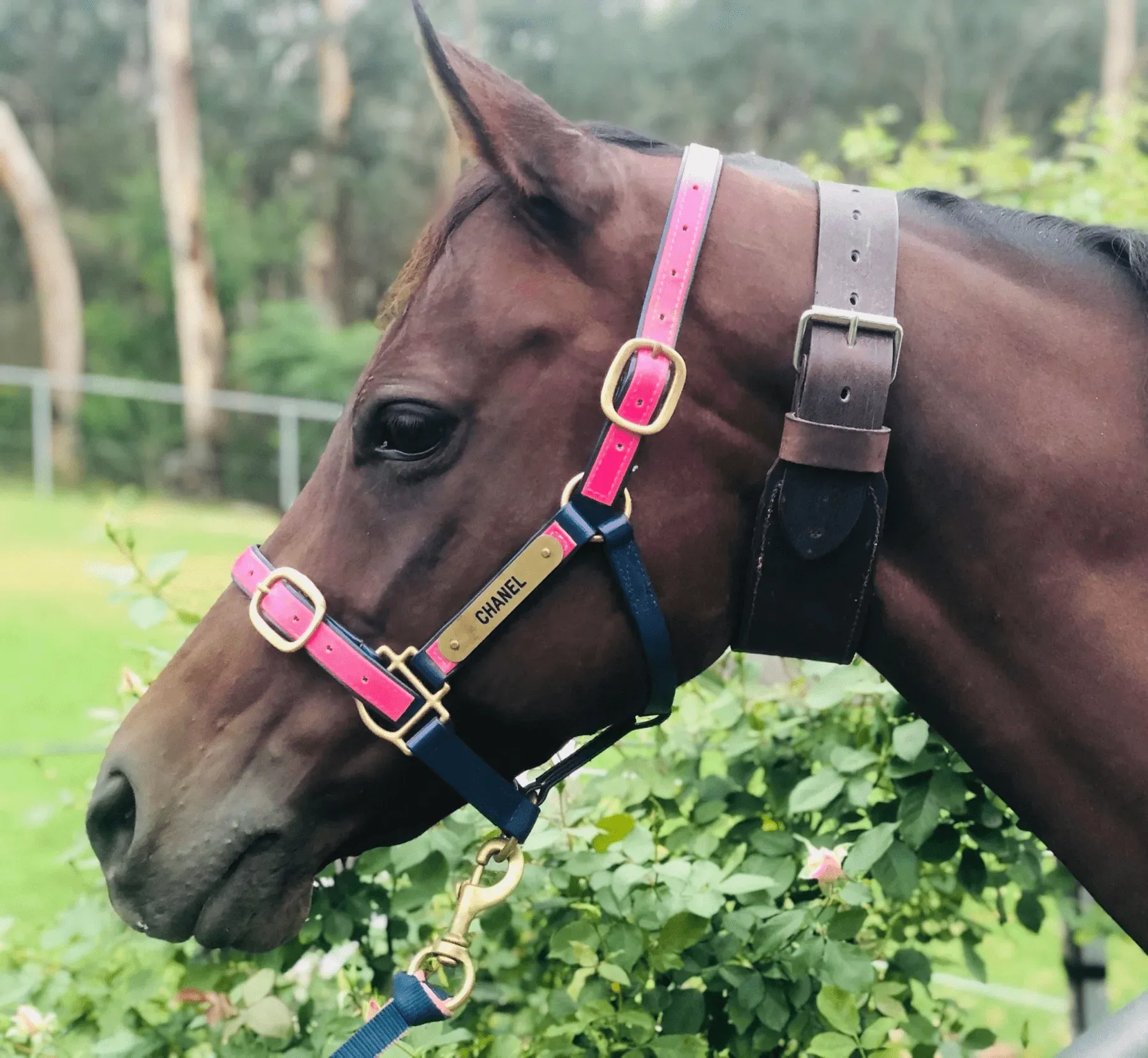 Leather Wind Sucking Collar